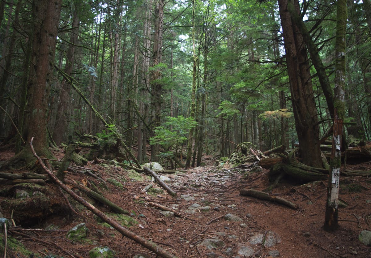 Clearing in hiking trail