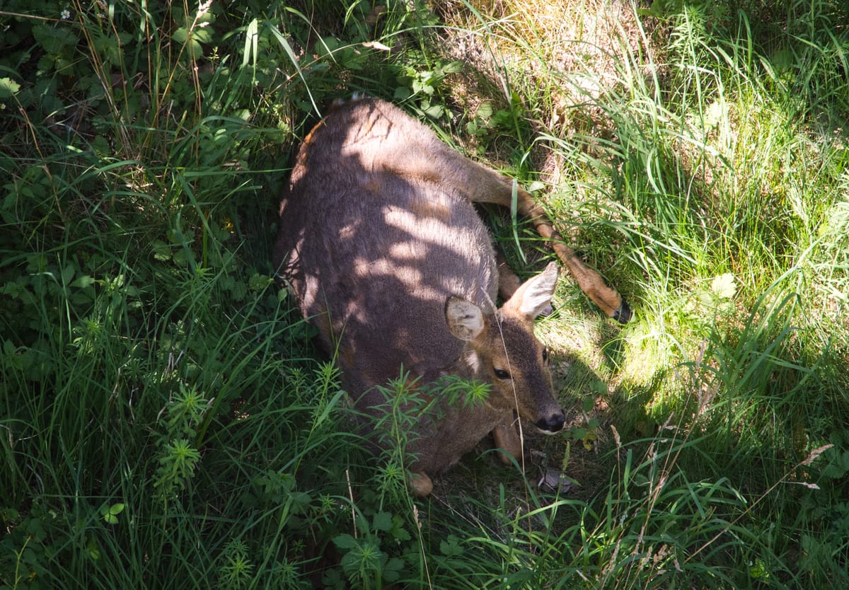 Deer sitting in grass