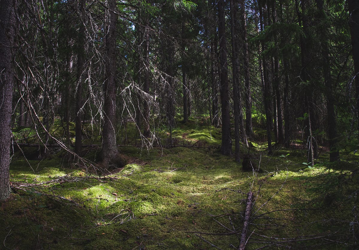 A day at Djurås, Dalarna