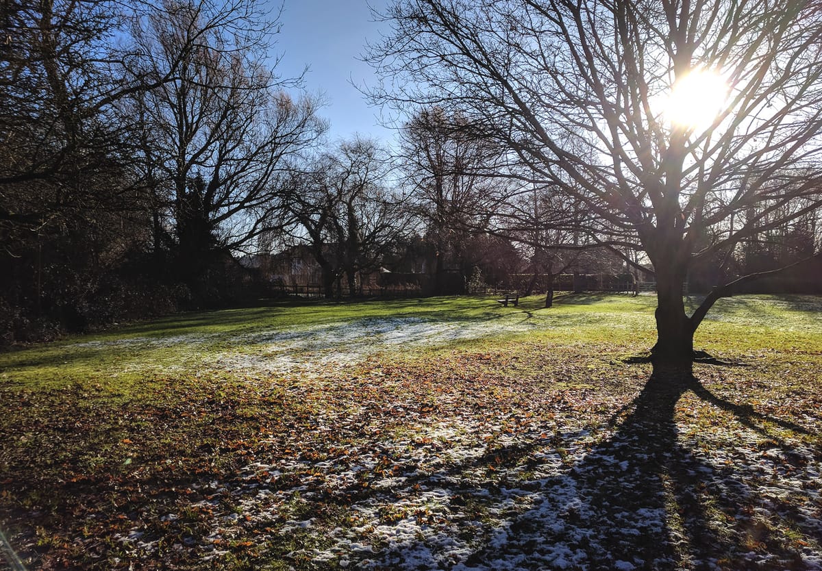 Bare trees in the sunshine