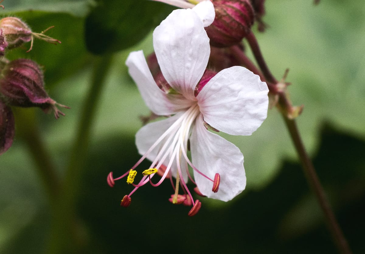 Pollen on white flower