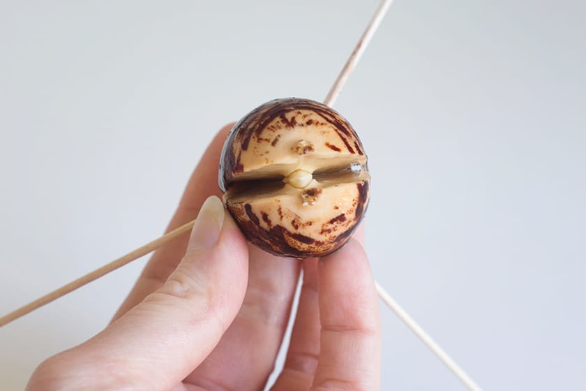 Crack in bottom of avocado pit