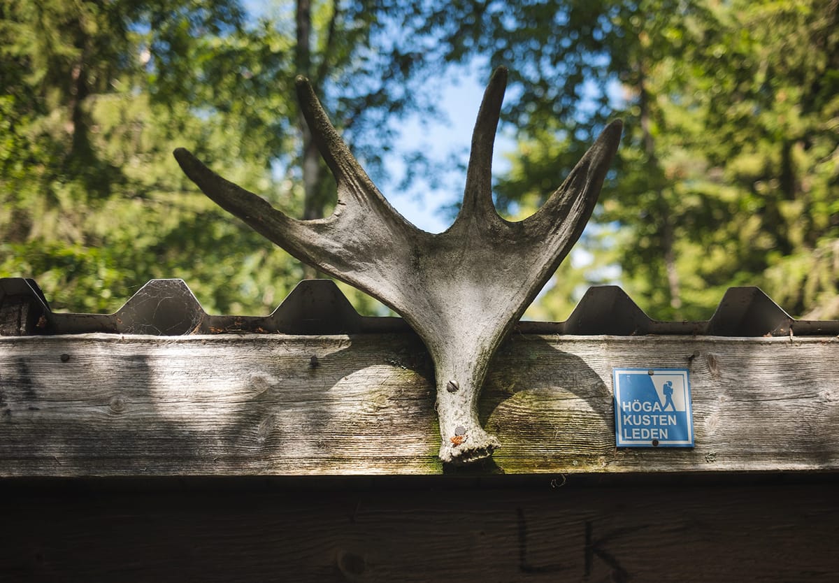 Antlers nailed to roof