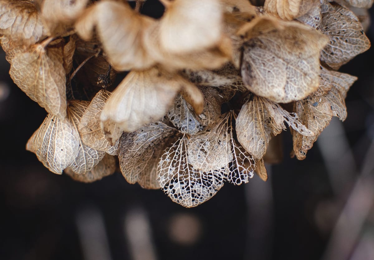 Papery petals