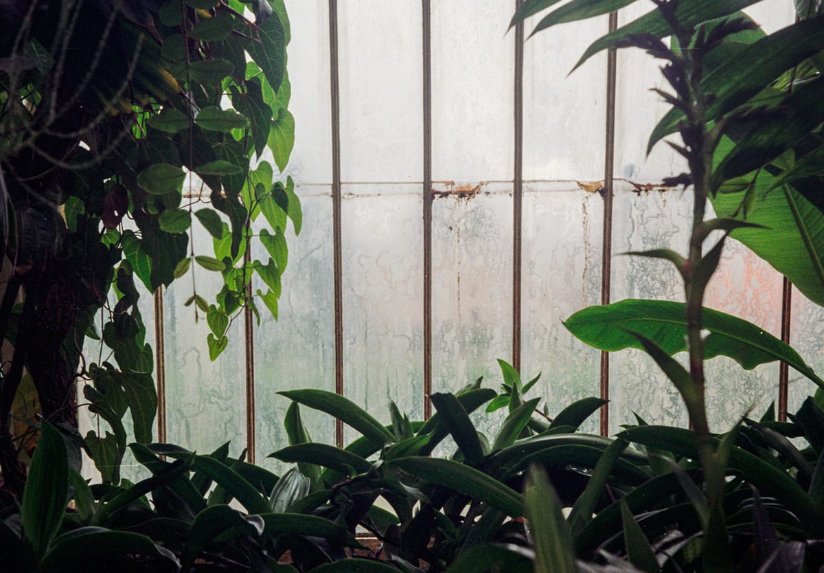 Leaves framing steamy window