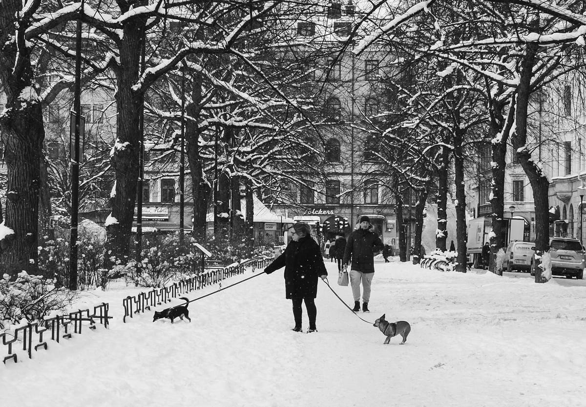 Woman walking dogs in the snow