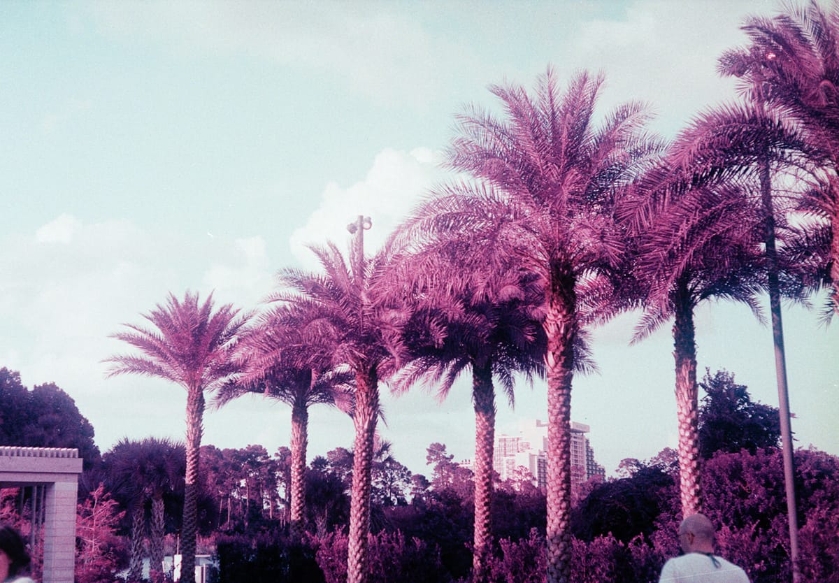 Row of palm trees