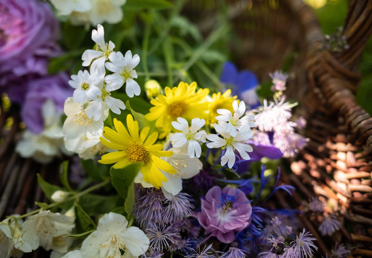 Cut flowers
