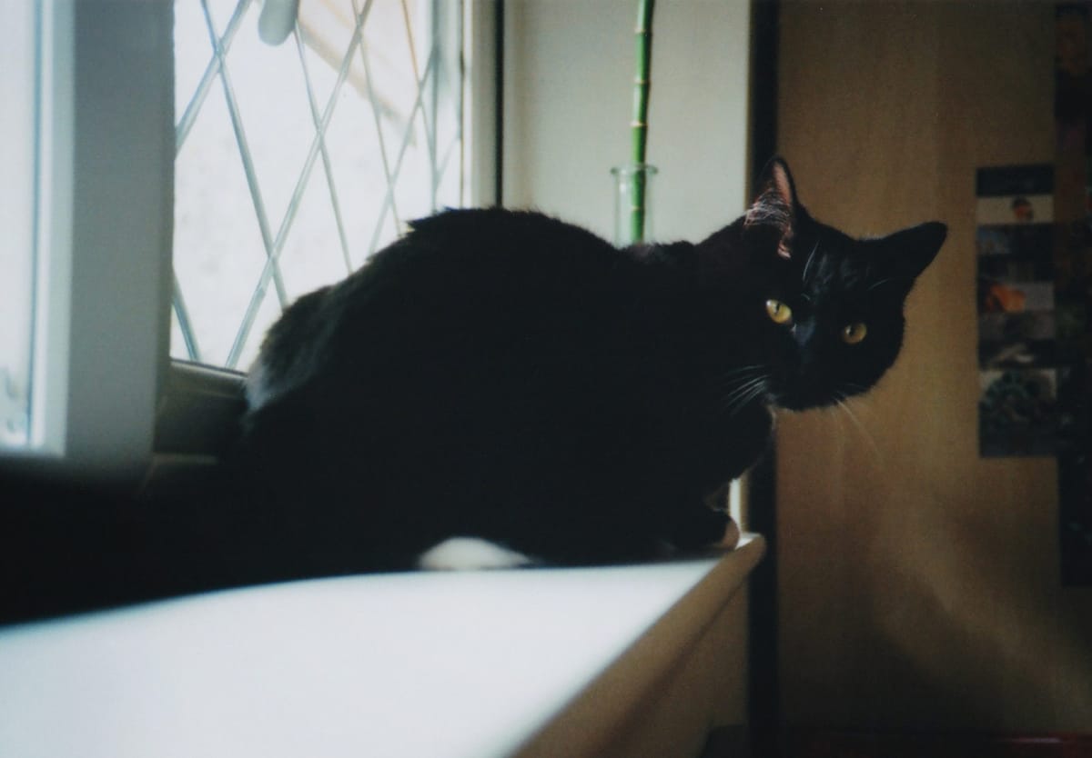 Cat in windowsill