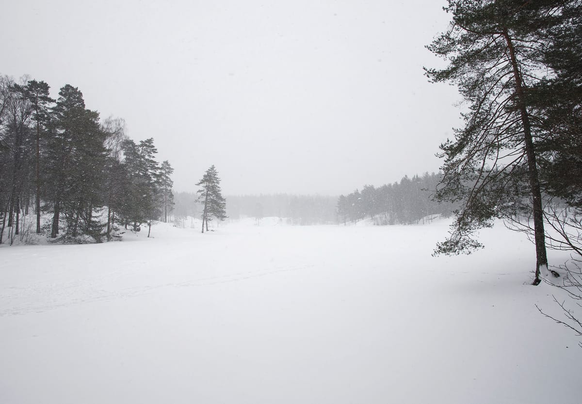 Trees around frozen lake