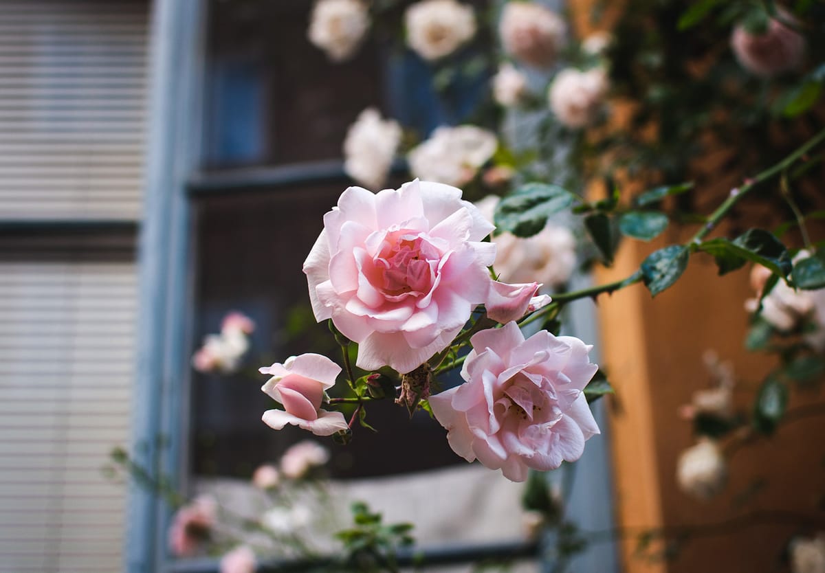 Pink roses