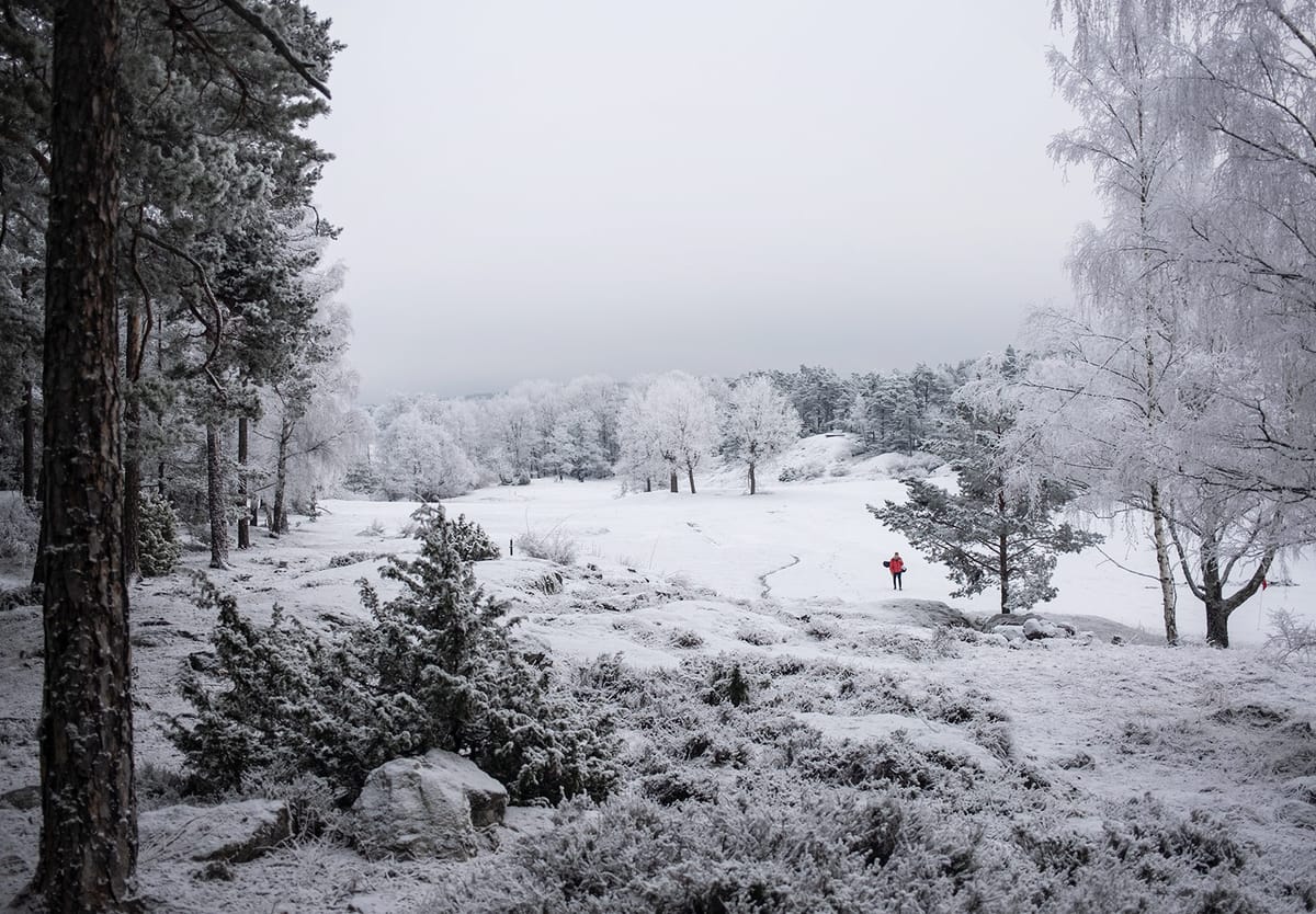 Snowy trees