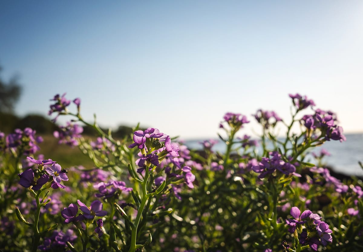 Pink flowers