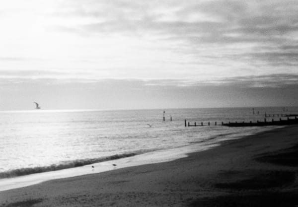 Wooden groynes