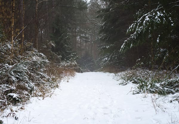 Snow covered track