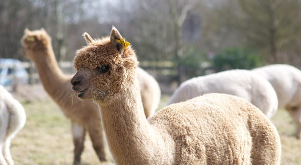 Alpaca in field