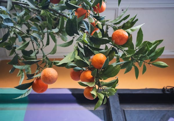 Bright oranges hanging on branches