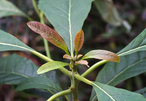 Orange and green leaves