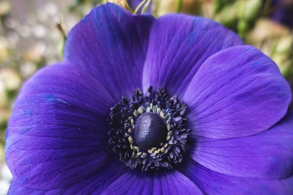 Closeup of purple anemone