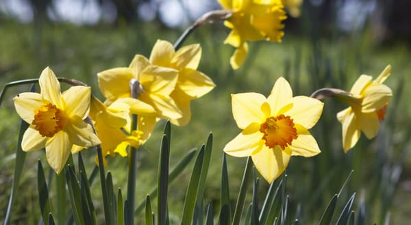 Sun shining on daffodils