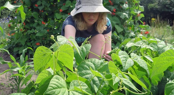 Me picking beans