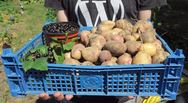 Potatoes and blackberries