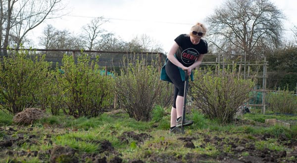Digging an overgrown allotment plot