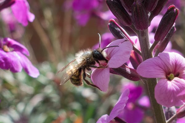 Honey bee on Erysimum