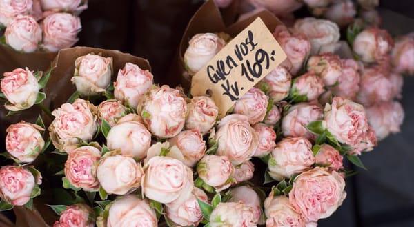 Pink roses