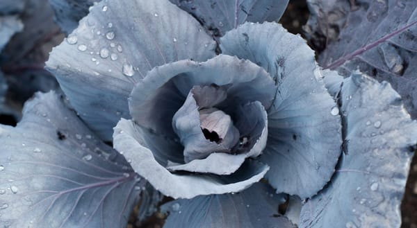 Smoky blue cabbage