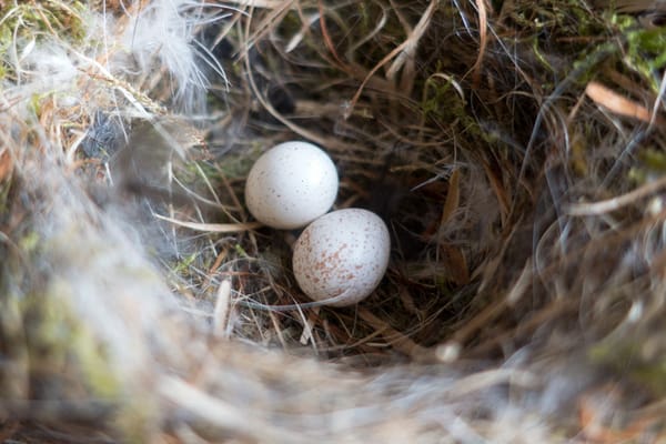 Blue tit eggs in nest
