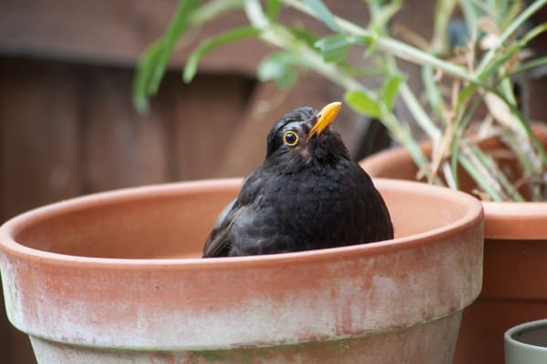 Blackbird in garden pot