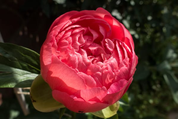 Pink peony petals