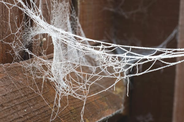 Damaged cobweb