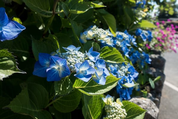 Blue hydrangea flowers