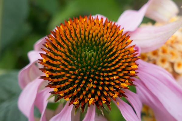 Orange echinacea cone