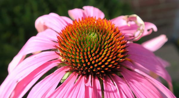 Pink echinacea