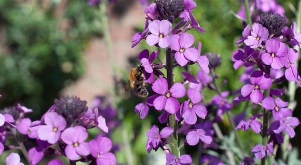 Purple erysimum flowers