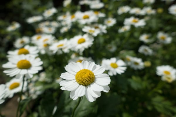 Feverfew flowers