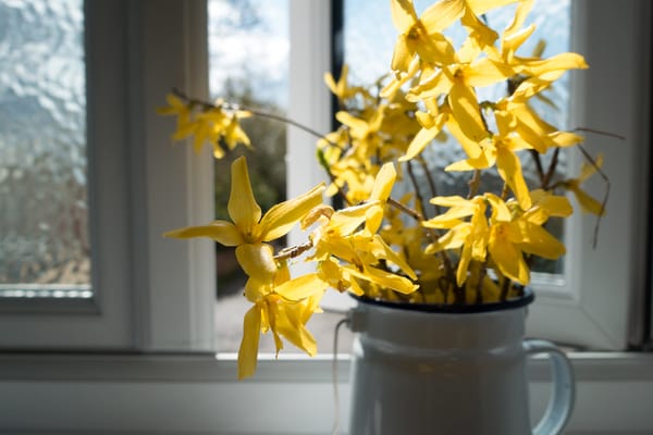 Yellow forsythia flowers