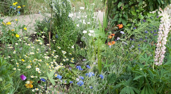 Wildflower garden