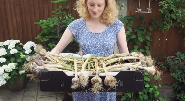 Box full of garlic