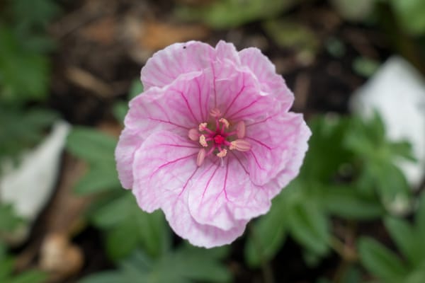 Pink geranium flower