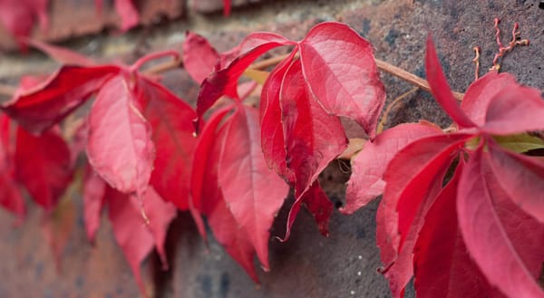 Red leaves on a wall