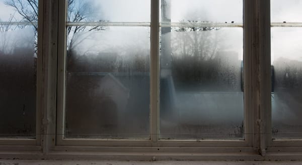 Steamy glasshouse windows