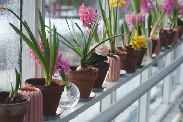 Flowers on windowsill
