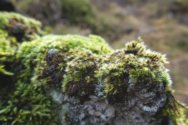 Moss on rock