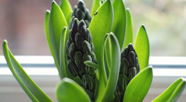 Hyacinth buds