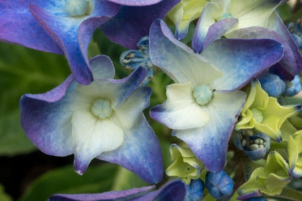 Blue hydrangea flowers