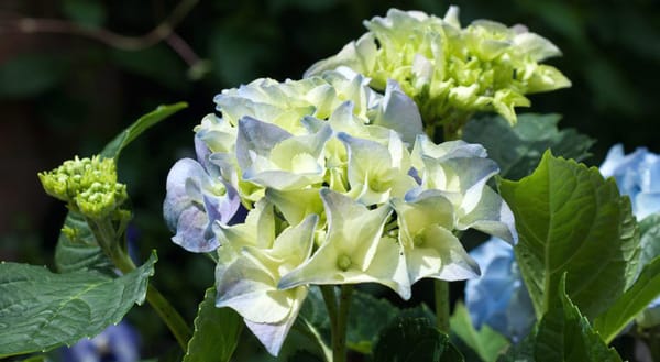 Blue hydrangea